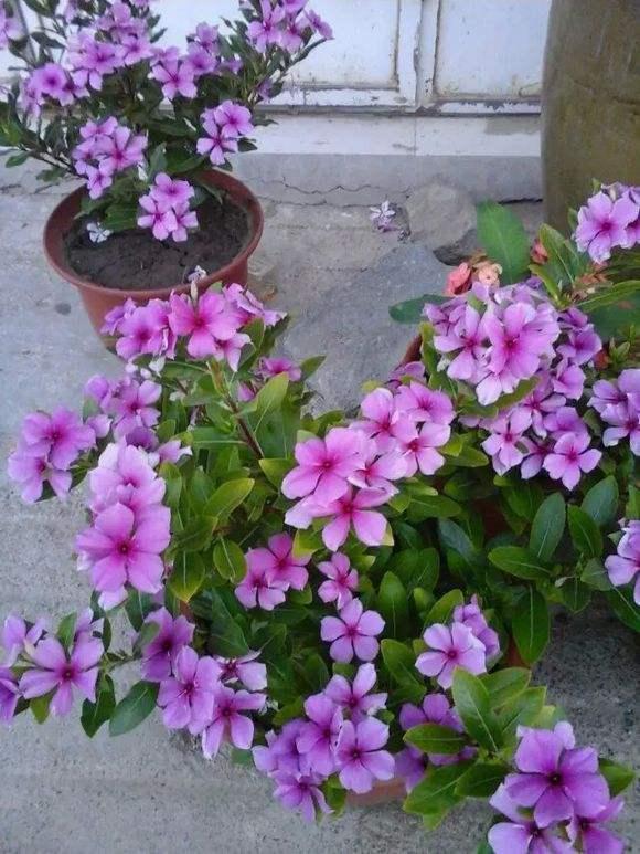 千头菊|10种花适合养窗台,晒晒太阳,浇浇水,一年300多天都开花