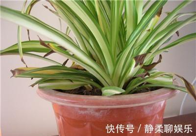 吊兰“干尖黄叶”,注意3个方面“不达标”,别忽视!