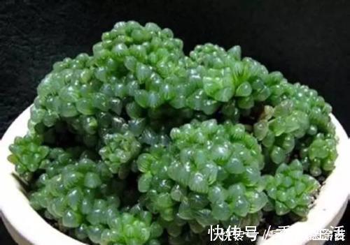 玉露|北阳台也能养殖的多肉植物,皮实耐阴颜值高,你值得拥有