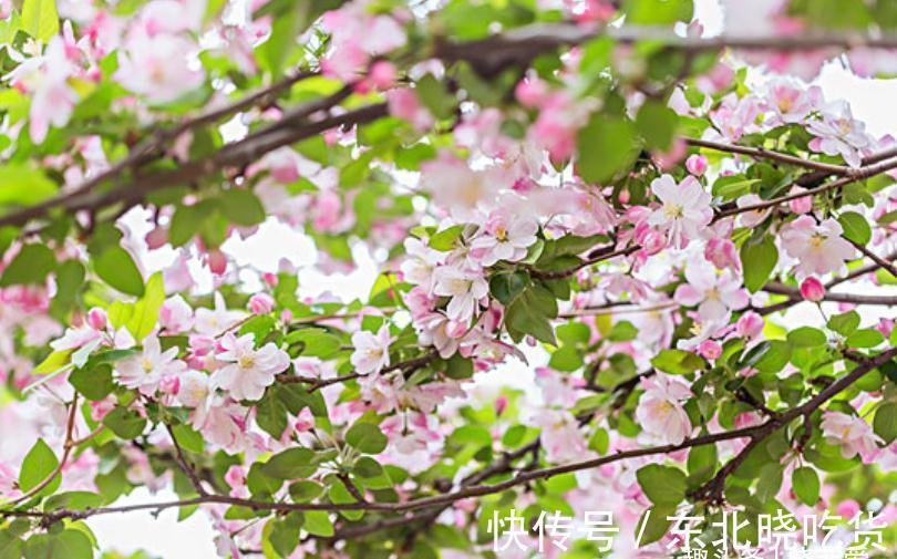 六种“长寿花”,越老越值钱,花开富贵,越养越精贵