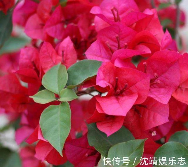 绿叶|养殖三角梅掌握几点诀窍,轻松解决不开花的问题