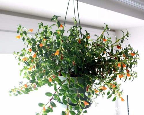 金鱼吊兰的扦插方法,让更多的枝头挂满可爱的小金鱼