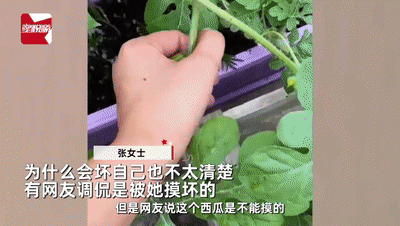 瓜皮|女子花盆种西瓜日渐长大，每天摸一摸，结果只剩下烂瓜皮！