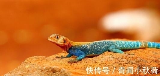 6条生活中的科学知识,如果人的大拇指长了三节会怎样?