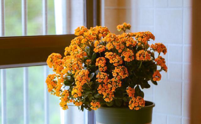 小事|养花种草乐趣多,不要着眼于花卉的状态,做好几件小事就非常有趣