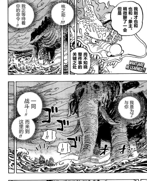 海贼王|海贼王1041话分析,五老星对路飞下杀手,橡胶果实就是那颗果实