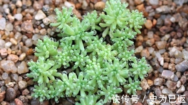 薄雪万年草|做到这4方面,养多肉薄雪万年草,轻松培育成“爆盆”状态