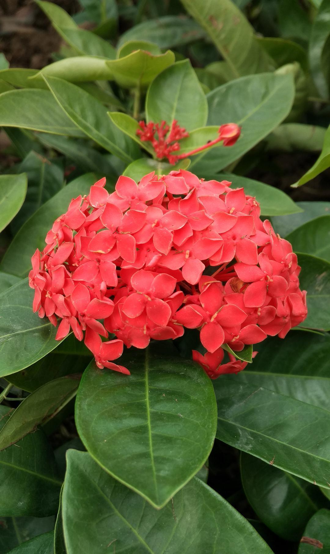 龙船花怎么养?养好龙船花,你需要这么做