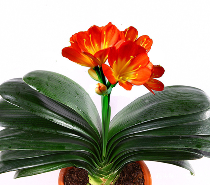 君子兰、长寿花、蟹爪兰长叶不开花，几个小方法30天狂冒花苞