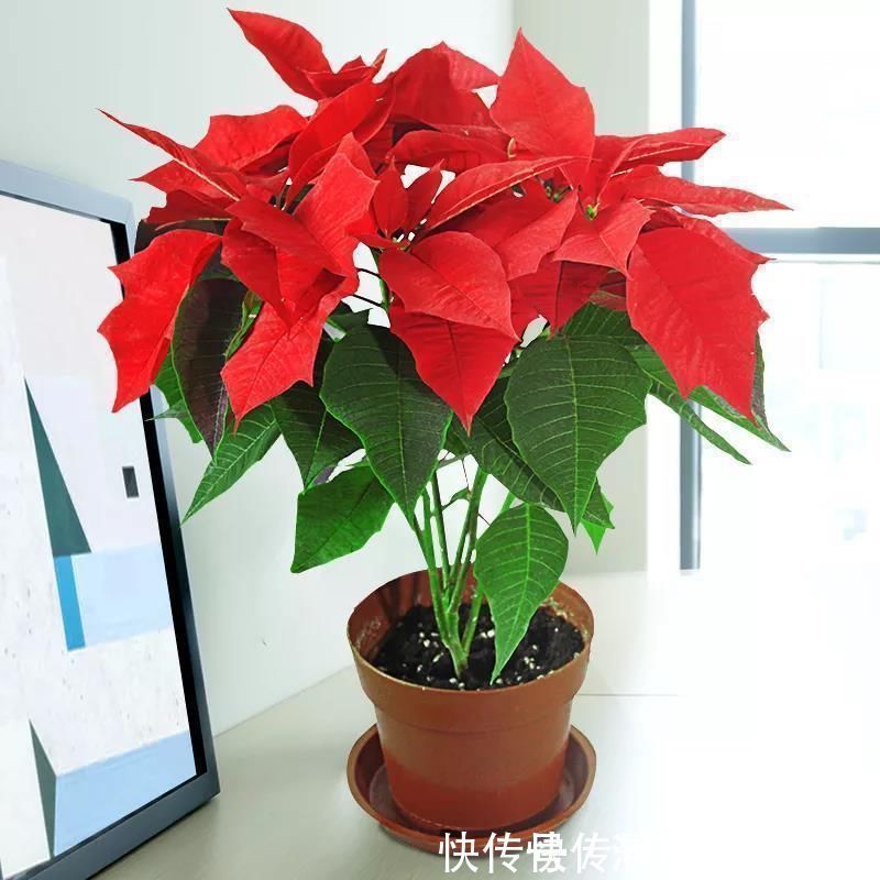 马蹄莲|4种有害的花不能放客厅,家有老人小孩要注意,赶紧清理掉