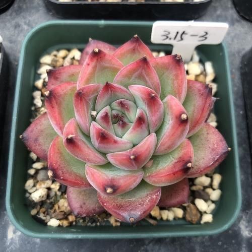 多肉阳台党终于放弃了蒂亚,因为遇见了篝火,颜色火红皮实好养