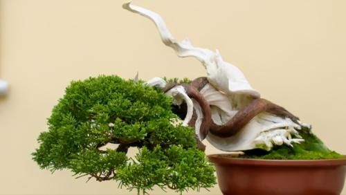 使用金属丝给盆景做造型蟠扎时，注意12个方面的技巧，做好造型