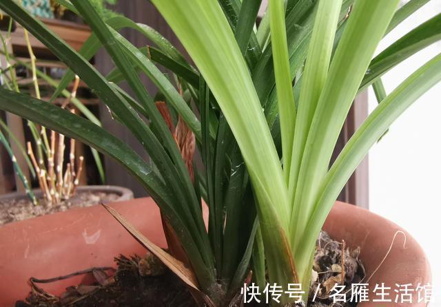 养兰花时多菌灵如何使用？很多网友不知道，用错了不仅无效还有害