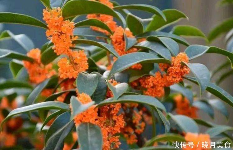 几种花卉美过玫瑰,一年四季花开不停,花开富贵华丽,多姿多彩