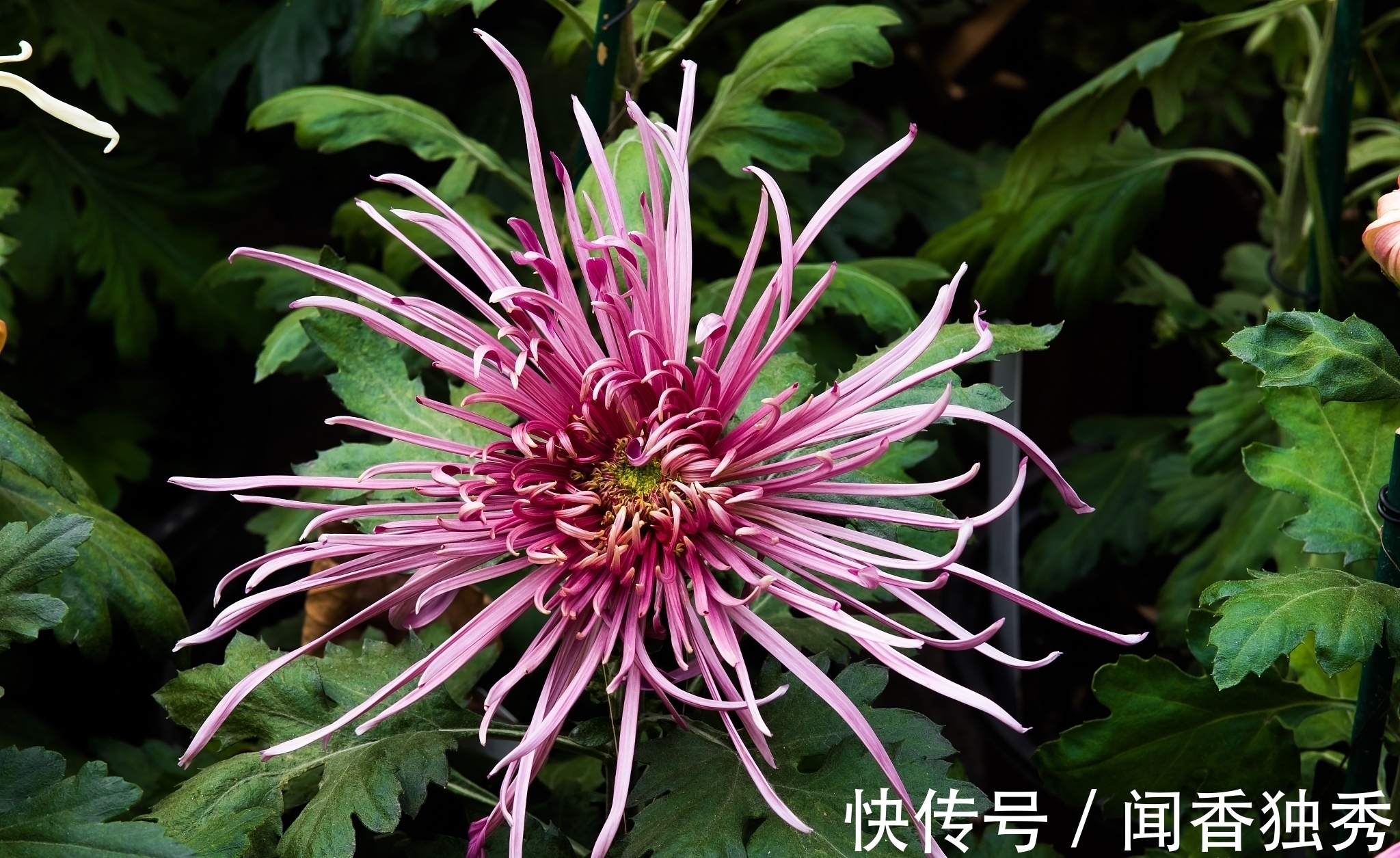 这首诗@描写菊花的一首诗,后面两句流传千古,有多少人还记得全篇?