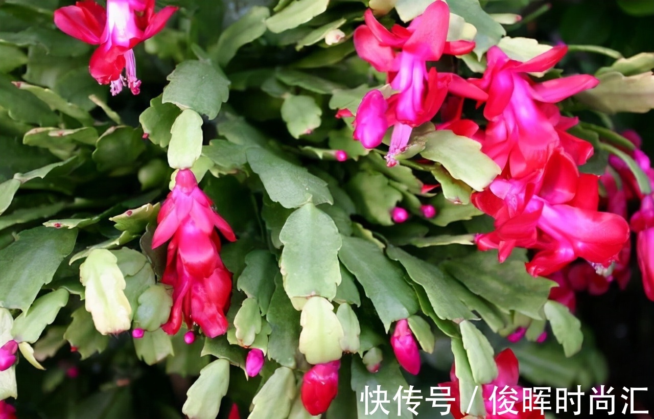 给君子兰、蟹爪兰喝2种“免费饮料”,坚持2个月,就能花开爆盆