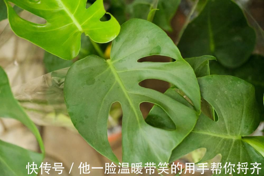 长寿|4种“超长寿”的植物,家里有老人,一定要养!