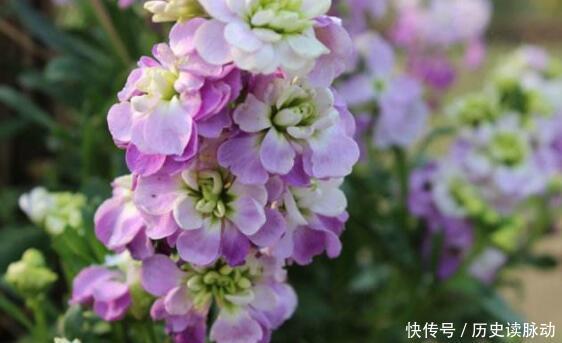 家养此款花卉，花大服盆快，开花勤还爱爆盆，美极了