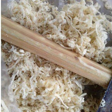 垃圾|别再买花肥了,几种垃圾用来养花,花儿疯长不停,省下一大笔钱