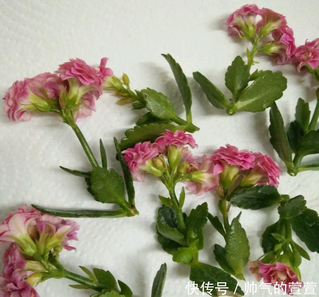 多肉扦插不用土,胶囊板一套,3天就能冒白根!