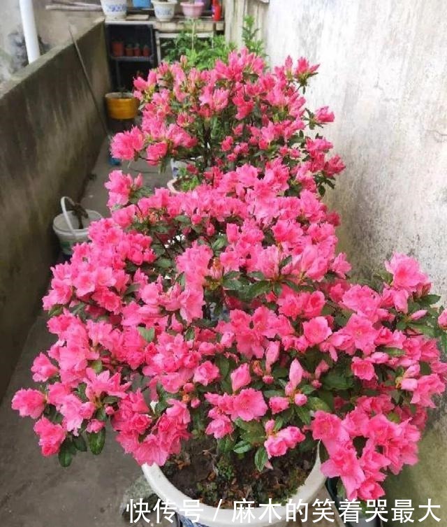 公认难养的6种花,新手慎买,养不活还浪费钱!