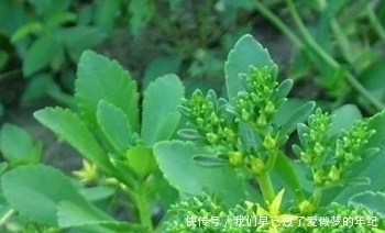 景天三七|常見的野菜都有多種功效,對癥吃才不浪費