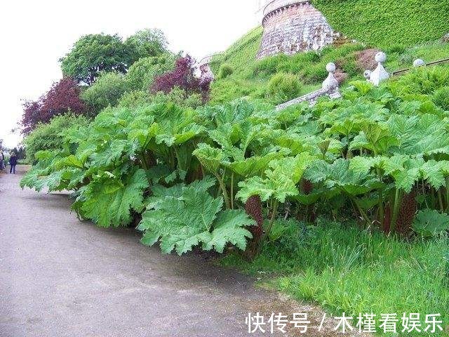 世界最大的叶子是它，1片能给10人遮雨，阳台种一盆就挤爆！