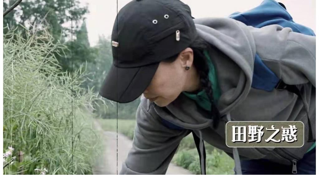 豆角|54岁那英做客《向往的生活》，连油菜豆角都分不清，真不接地气