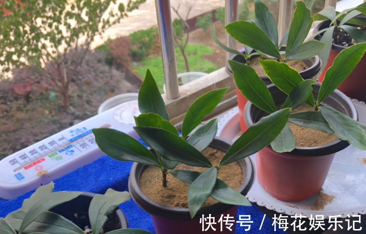 妙用|为什么说河沙养花厉害？因为有3大妙用！