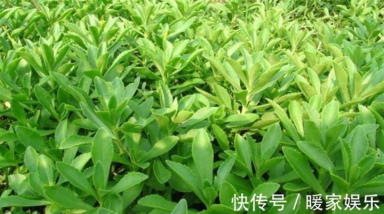 景天甘|它是一种理想的保健蔬菜,降压、降血脂、防血管硬化,超乎想象