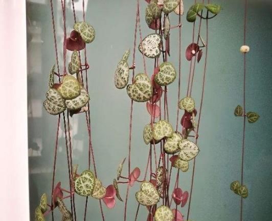 6种花适合吊起来养，挂在窗前，比窗帘还好看