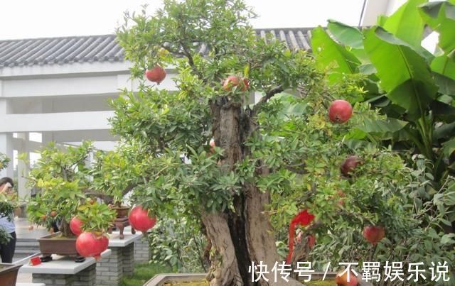 养花大神都会的一个“细节”,盆景养护,摘叶很重要,你会吗