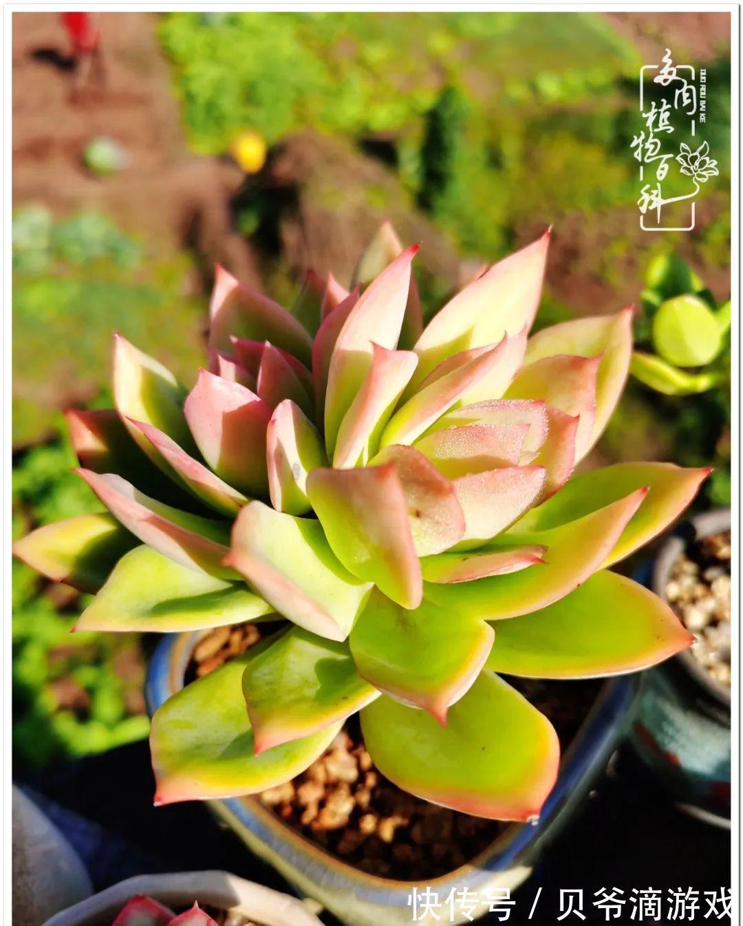 养多肉是喜欢,顺其自然是心境!