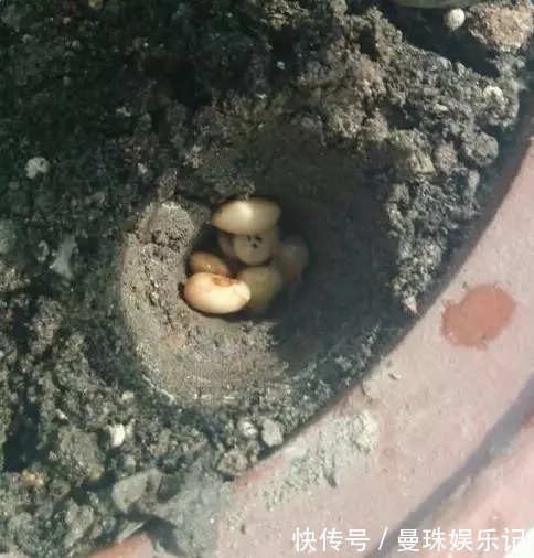 盆里埋2粒黄豆,叶子绿得能滴油,半年不用施肥!