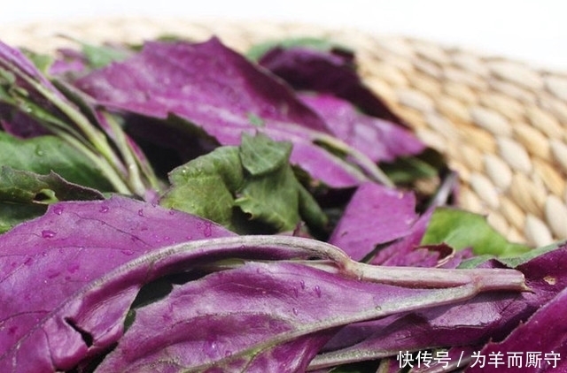 血蕨|這東西被農村人稱為“補血菜”，一年四季都可栽培，農民沒事就吃