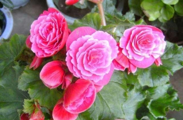 地域性|3种花再喜欢,也别轻易买,虽然很漂亮,但能“养活”的人不多