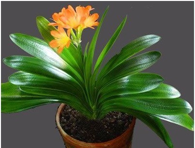 掌握这个小秘诀，解决君子兰不开花难题！大家可以试一下