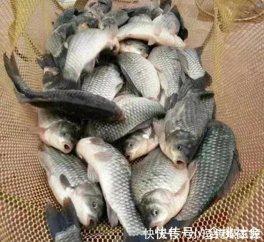 水草处|秋钓草边“三钓”、“三不钓”,用好了总有一次要爆护