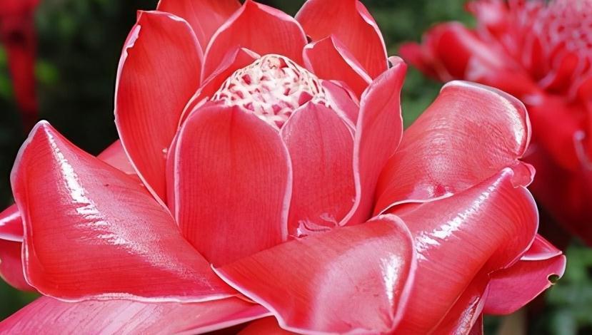 火炬姜:另类玫瑰瓷玫瑰,有玫瑰之艳丽,牡丹之华贵