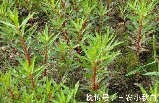 饲料|农村被称为“养肝草”,曾经只是牲畜的饲料,其实价值珍贵