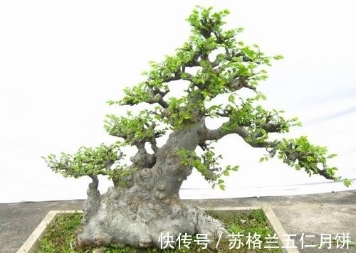 榆树老桩|榆树盆景美不胜收,什么时候造型最好?