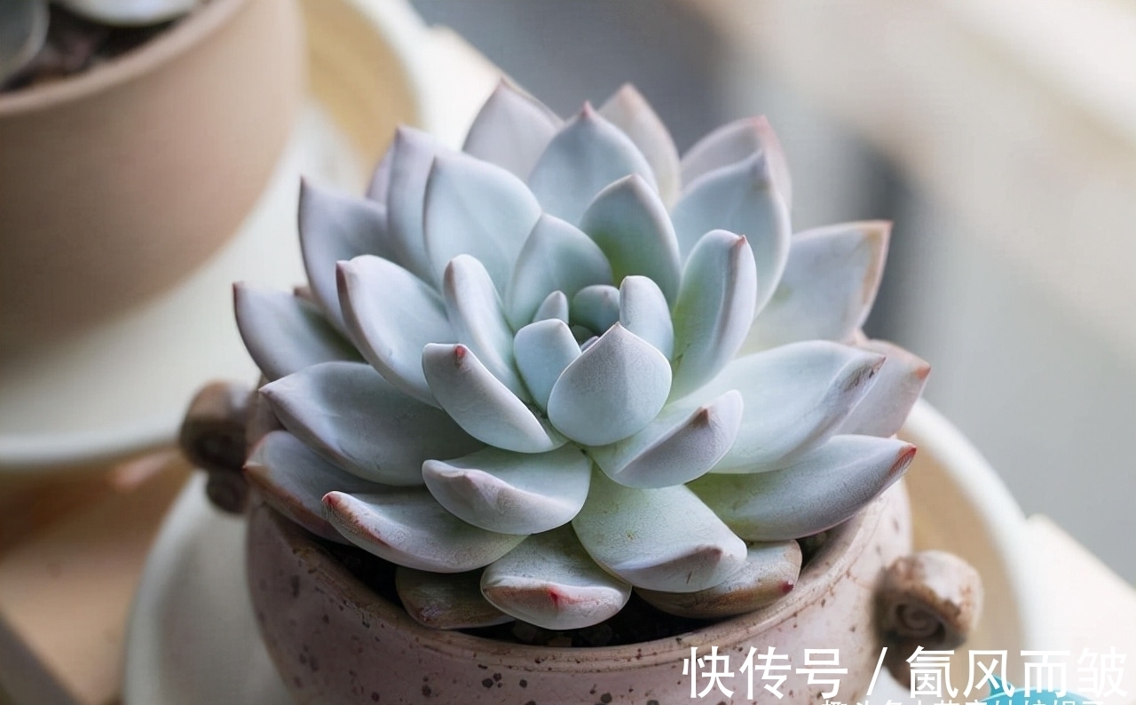 不是所有的多肉都可以叶插的,这16种叶插就很难成功,新手别费劲