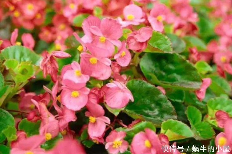 养花就养4种花,家里养一盆,花大色艳胜玫瑰,花开芳香四溢
