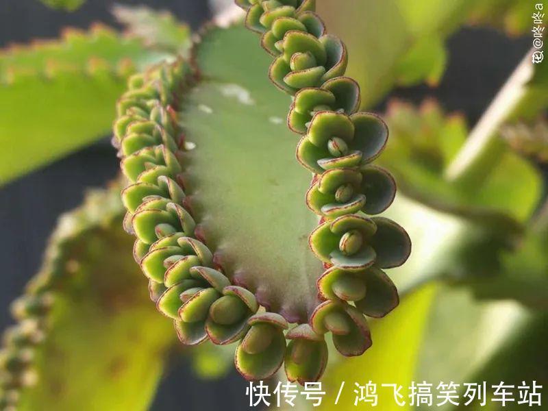 太阳花|养到烦人的花,盆都不够用,扔掉还很心疼