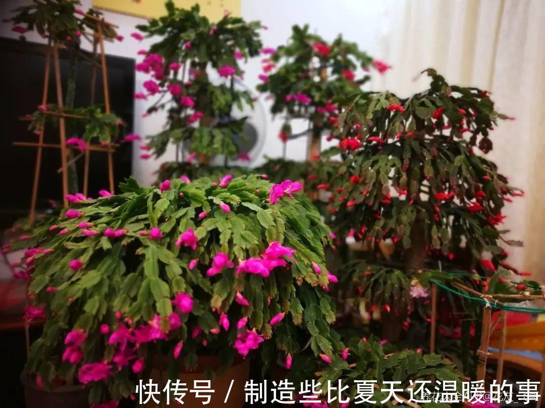 要点|养护蟹爪兰,要注意8个要点,才能开出仙气飘飘花