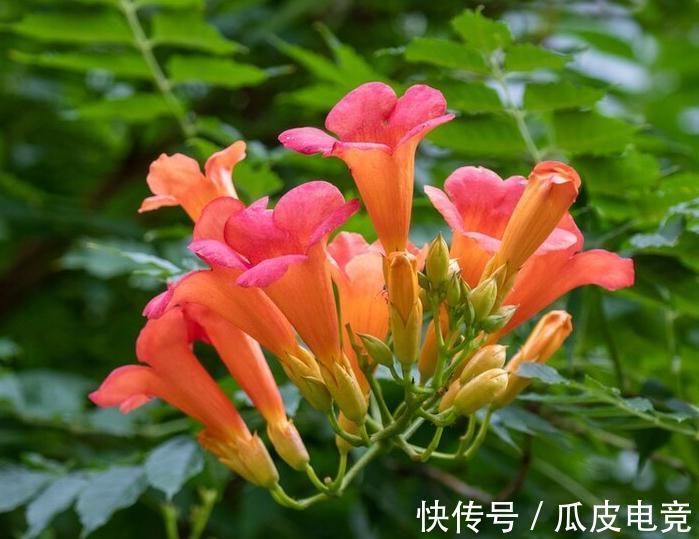 马上进入2022年,新的一年即将开启,为你推荐25种漂亮的花卉