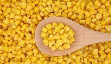 大鱼|教你如何配置诱钓大鱼的玉米粒窝料!