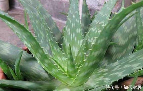 枝条|4种花养家里,谁见了都喜欢,第二种已经被迷住了