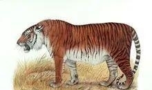 动物|一百年来,中国灭绝了多少动物?