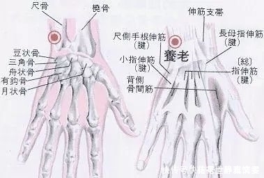 郄穴|手上有个“养老穴”每天按摩5分钟,腰不痛眼不花,越活越年轻